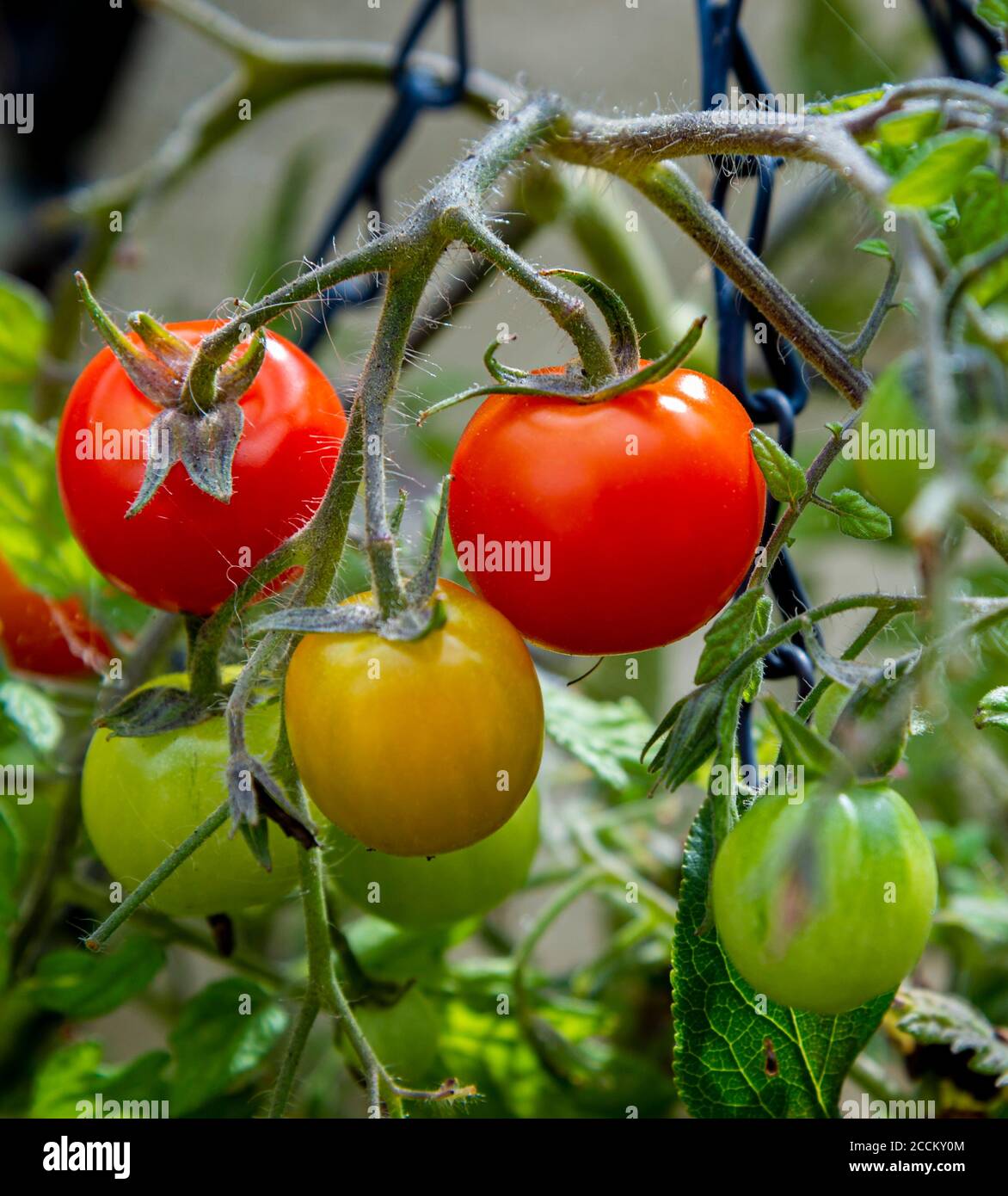 Toms Kitchen High Resolution Stock Photography And Images Alamy