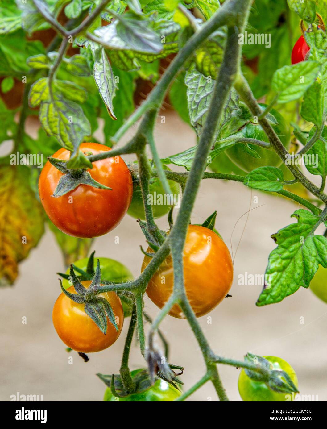 Tumbling tomato hires stock photography and images Alamy