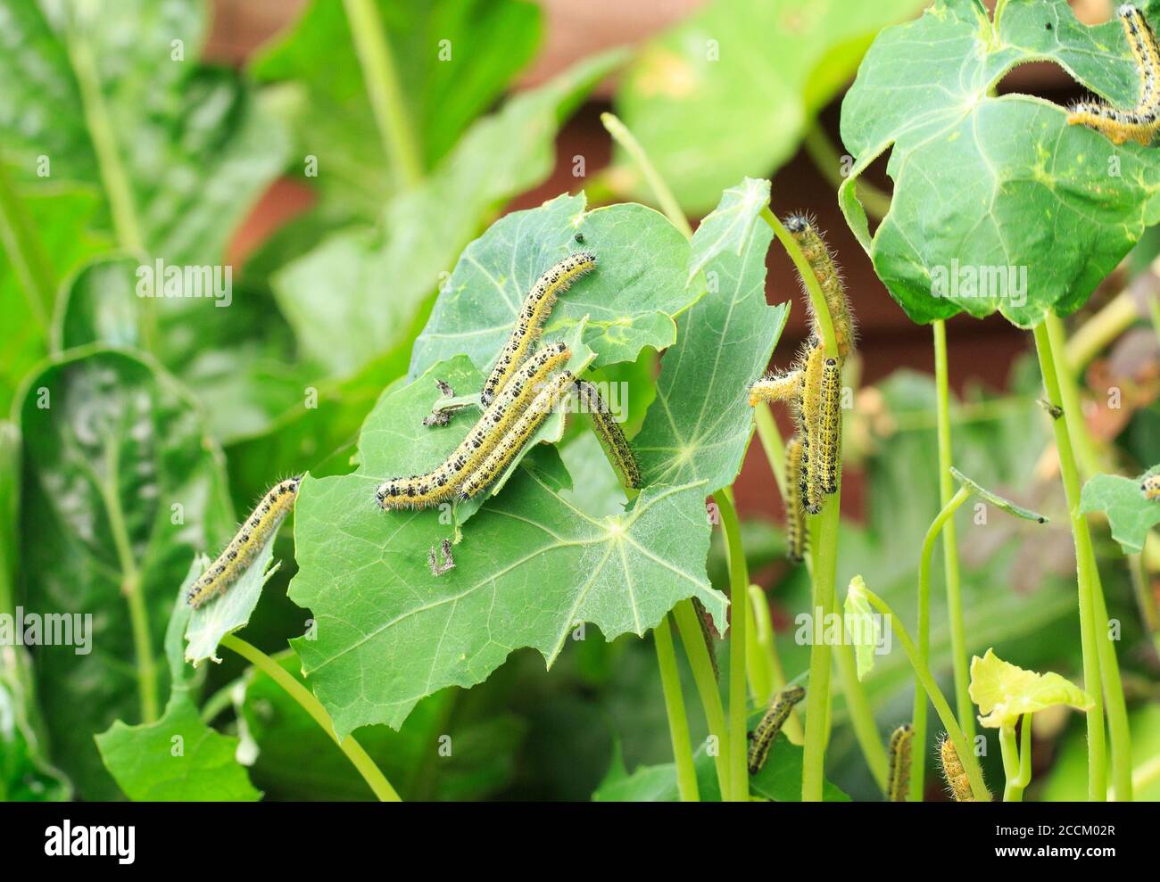 Cluster of White Cabbage Leaf Butterfly Caterpillars feeding in a lush green Nasturtium leaf Stock Photo