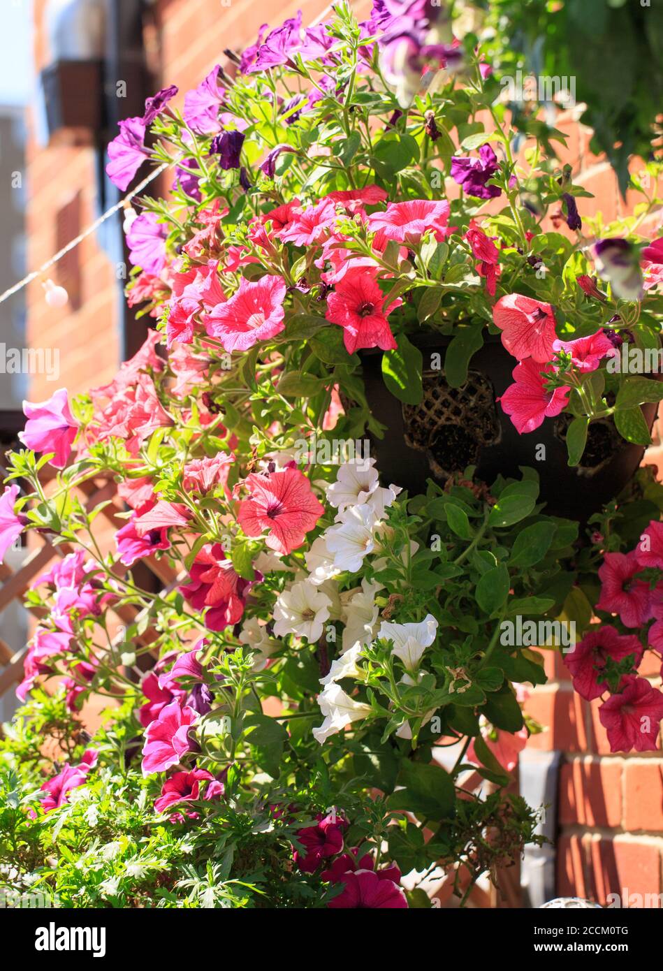 Pretty flowers in a hanging basket hi-res stock photography and images ...