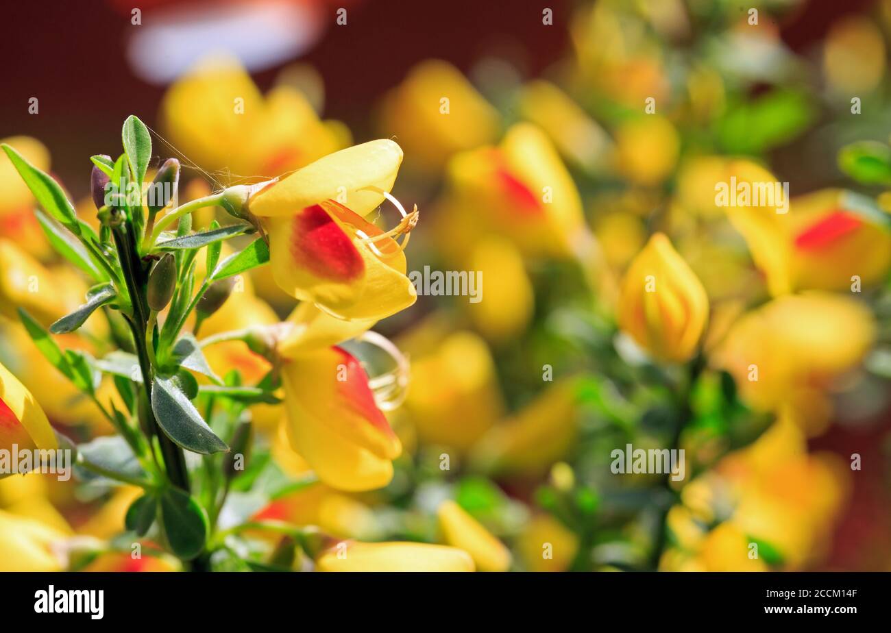 Close up of a Yellow and Red Cytisus which is in full bloom and lit by ...