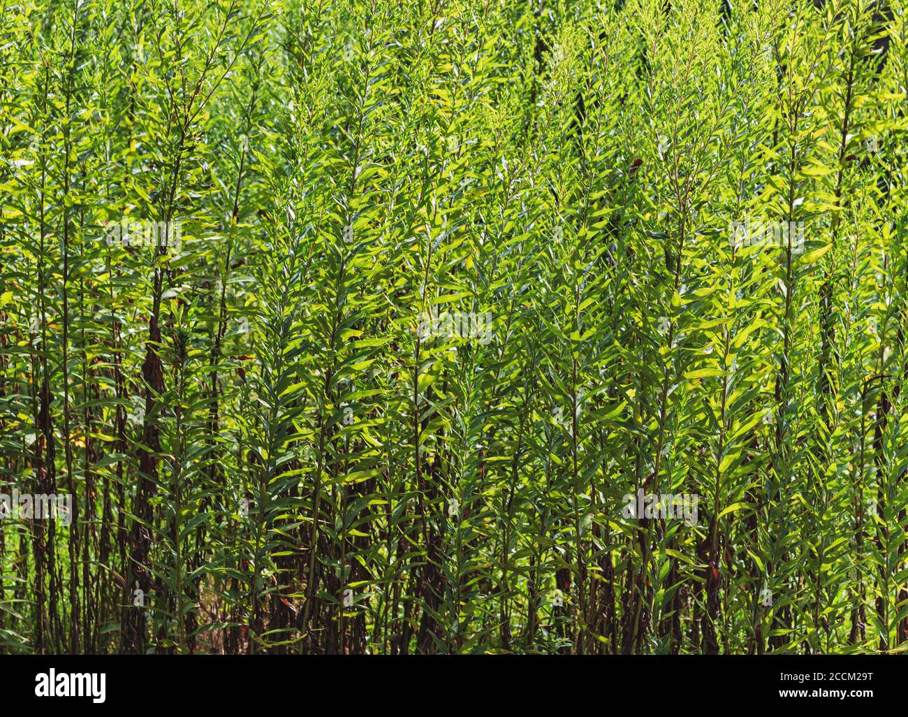Tall weeds backlit by the sun create a dappled and vibrant background Stock Photo