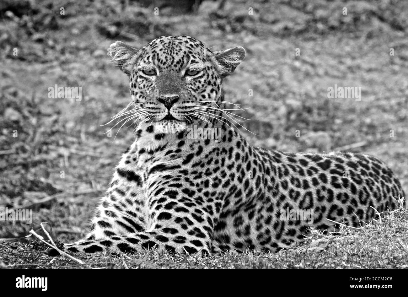 Beautiful full framed Female African Leopard (Panthera Pardus) crouching down on the plains in South Luangwa National Park, Zambia Stock Photo