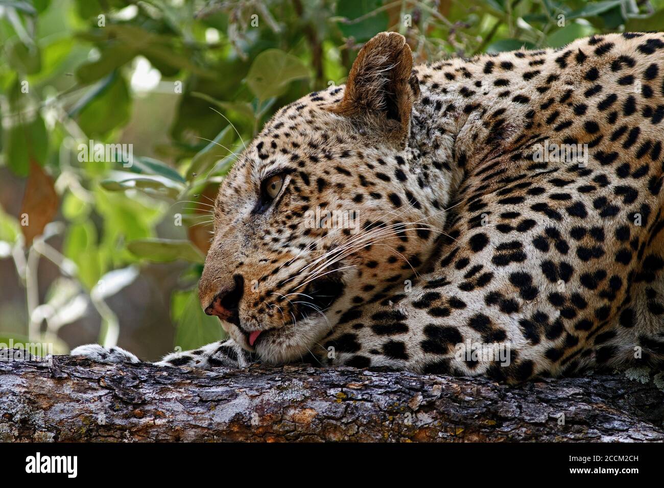 African Leopard (Panthera Pardus) with head on its paw resting on a ...