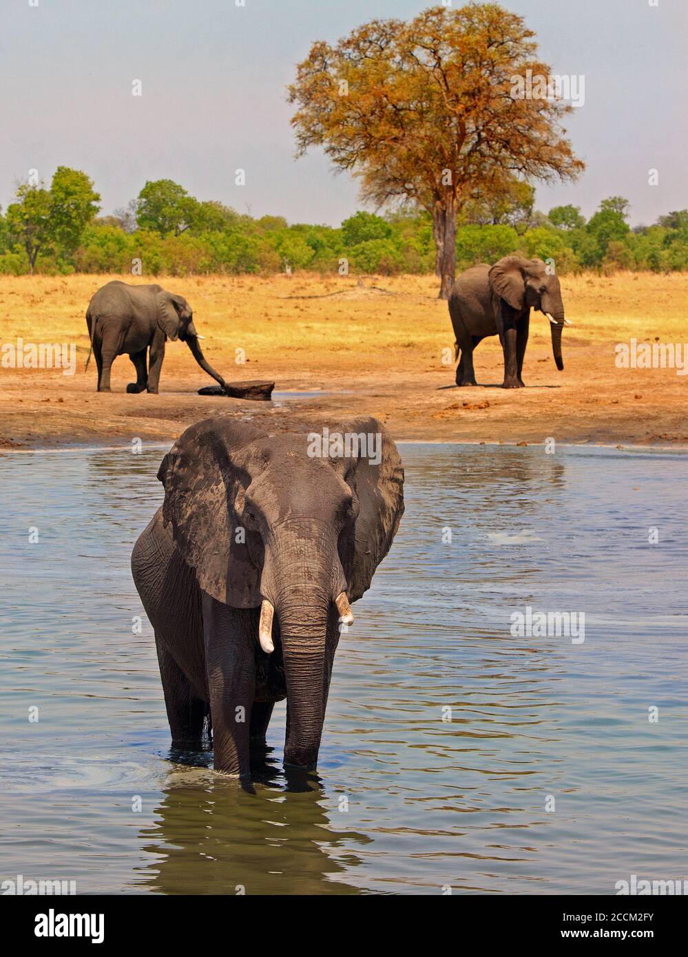 African elephant standing in a waterhole looking directly into camera with two other elephants in the background.  Hwange is going through a bad perio Stock Photo