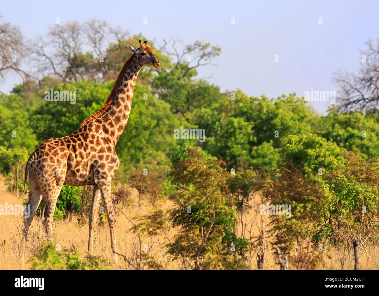 Adult Giraffe (Giraffa Camelopardalis), standing in the lush green bush covered savannah with a pale blue clear sky. Stock Photo