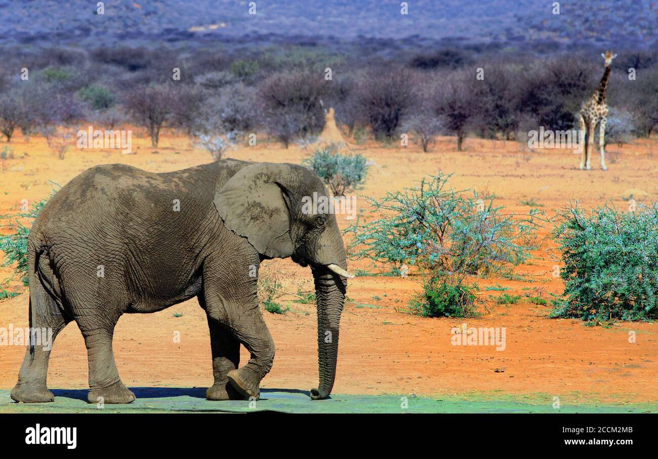 African Elephant in the foreground walking, with an out of focus giraffe in the background against a natural bush backdrop. Namibia Stock Photo