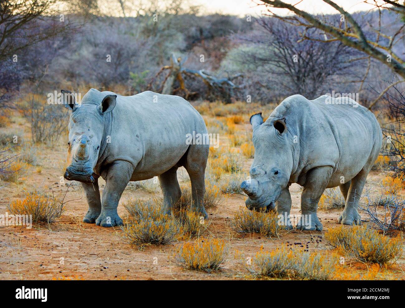 Two White Rhino's (Ceratotherium simum) standing in the dry African
