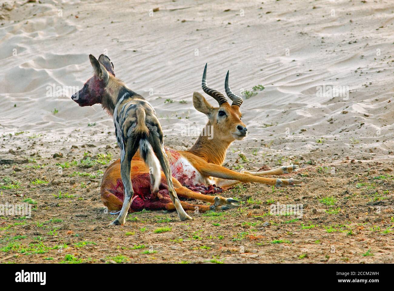 Alpha Male Wild Dog painted Dog standing over an injured puku