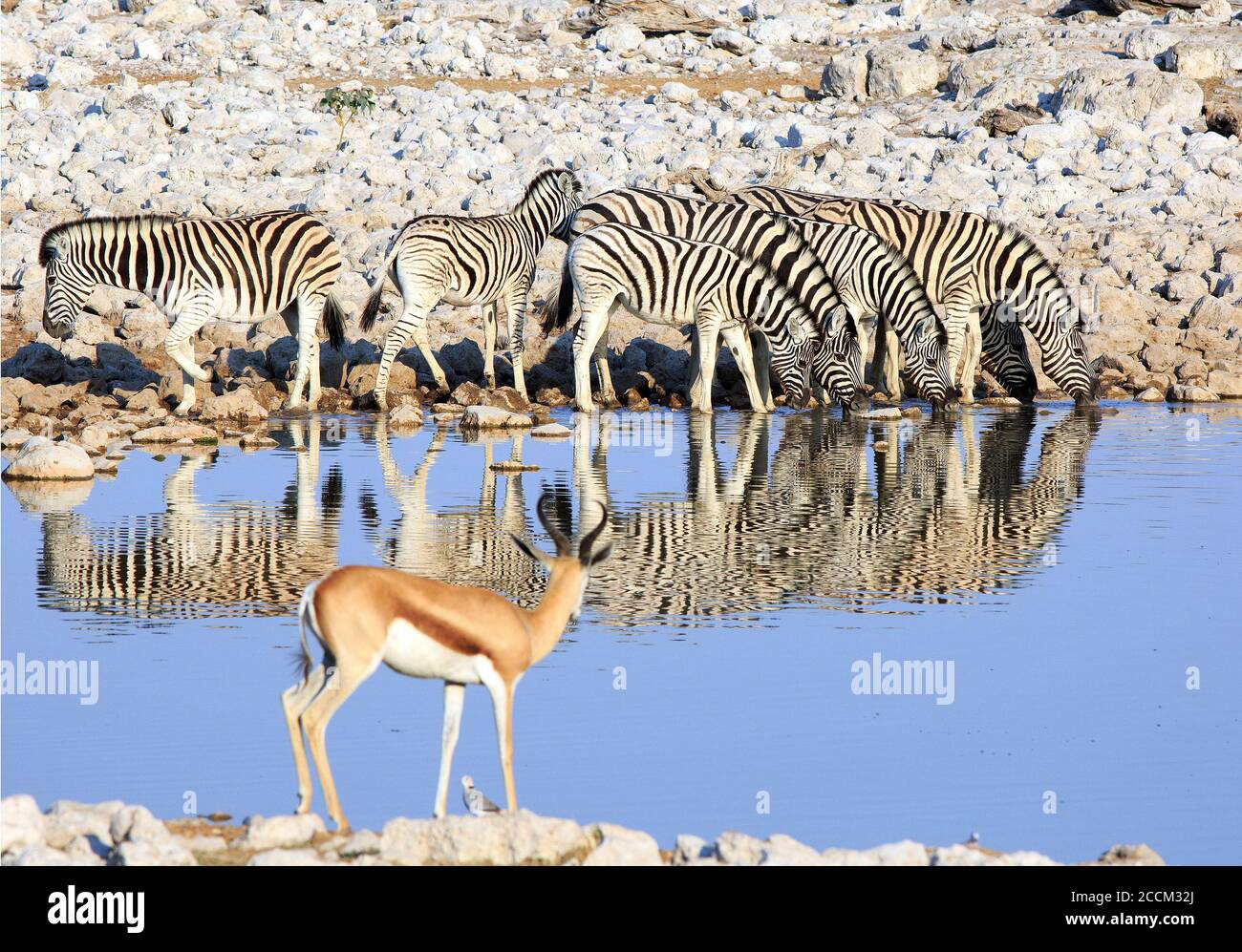 Dazzle of Zebra with heads down drinking from a waterhole with good reflection, there is an Out of Focus Impala on the opposite shoreline watching. Stock Photo