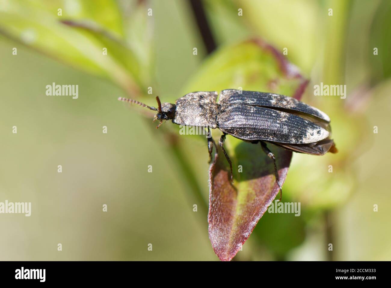 Click Beetle (Agrypnus murinus) preparing to take off from Dogwood leaves on a chalk grassland slope, Bath and Northeast Somerset, UK, May. Stock Photo