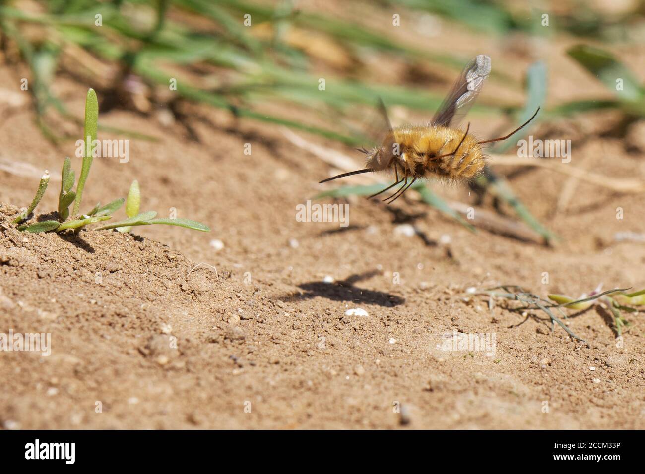 Darkedged bee fly (Bombylius major) female hovering while flicking its