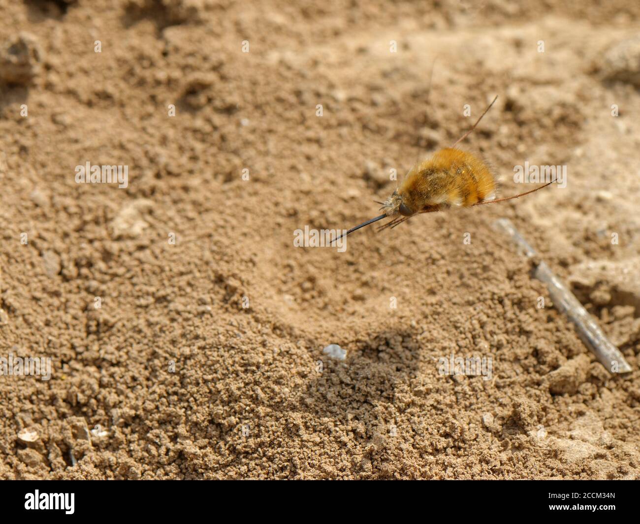 Dark-edged bee fly (Bombylius major) female hovering while flicking its tail down to “bomb” eggs onto the ground near Mining bee host nest entrances. Stock Photo