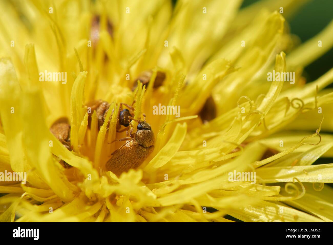 Fruitworm beetle (Byturus ochraceus) aggregation feeding on Dandelion (Taraxacum officinalis) pollen by a woodland path, Wiltshire, UK, April. Stock Photo