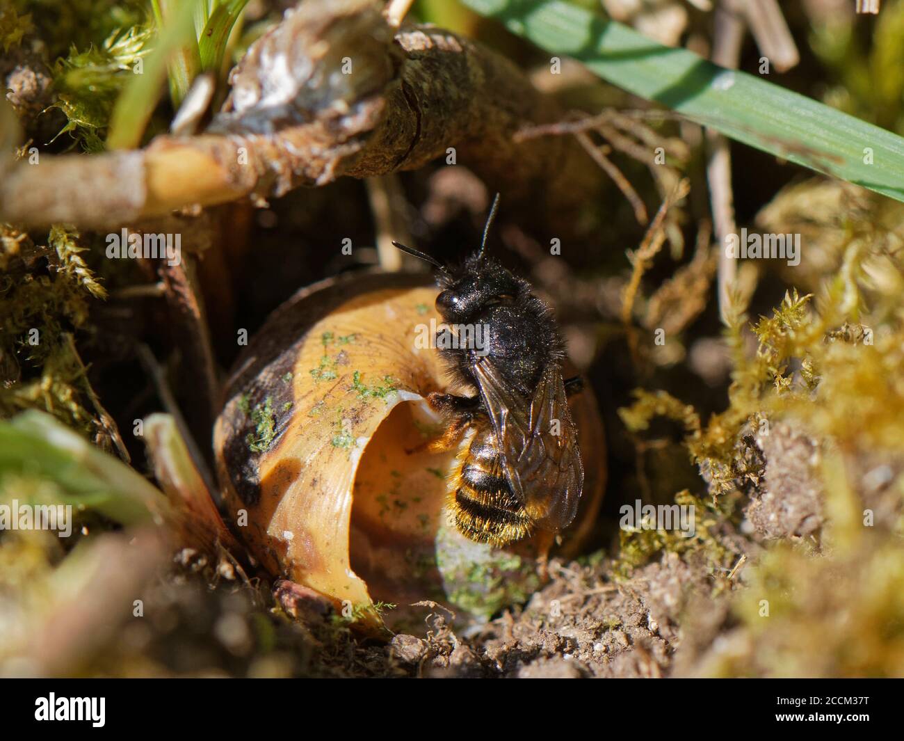 Two-coloured mason bee (Osmia bicolor) emerging from her nest in a  Brown-lipped snail (Cepaeae nemoralis) shell on a chalk grassland slope, UK, May. Stock Photo