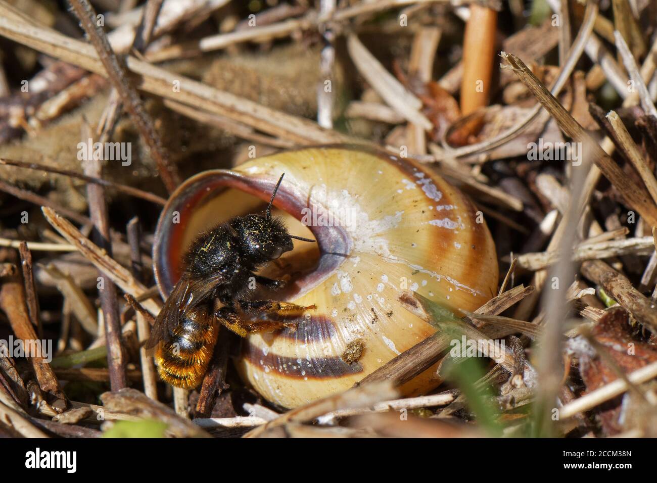 Two-coloured mason bee (Osmia bicolor) entering her nest in a  Brown-lipped snail (Cepaeae nemoralis) shell on a chalk grassland slope, UK, May. Stock Photo