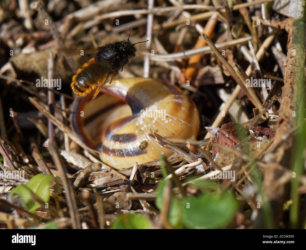 Two-coloured mason bee (Osmia bicolor) flying to her nest in a  Brown-lipped snail (Cepaeae nemoralis) shell on a chalk grassland slope, UK Stock Photo