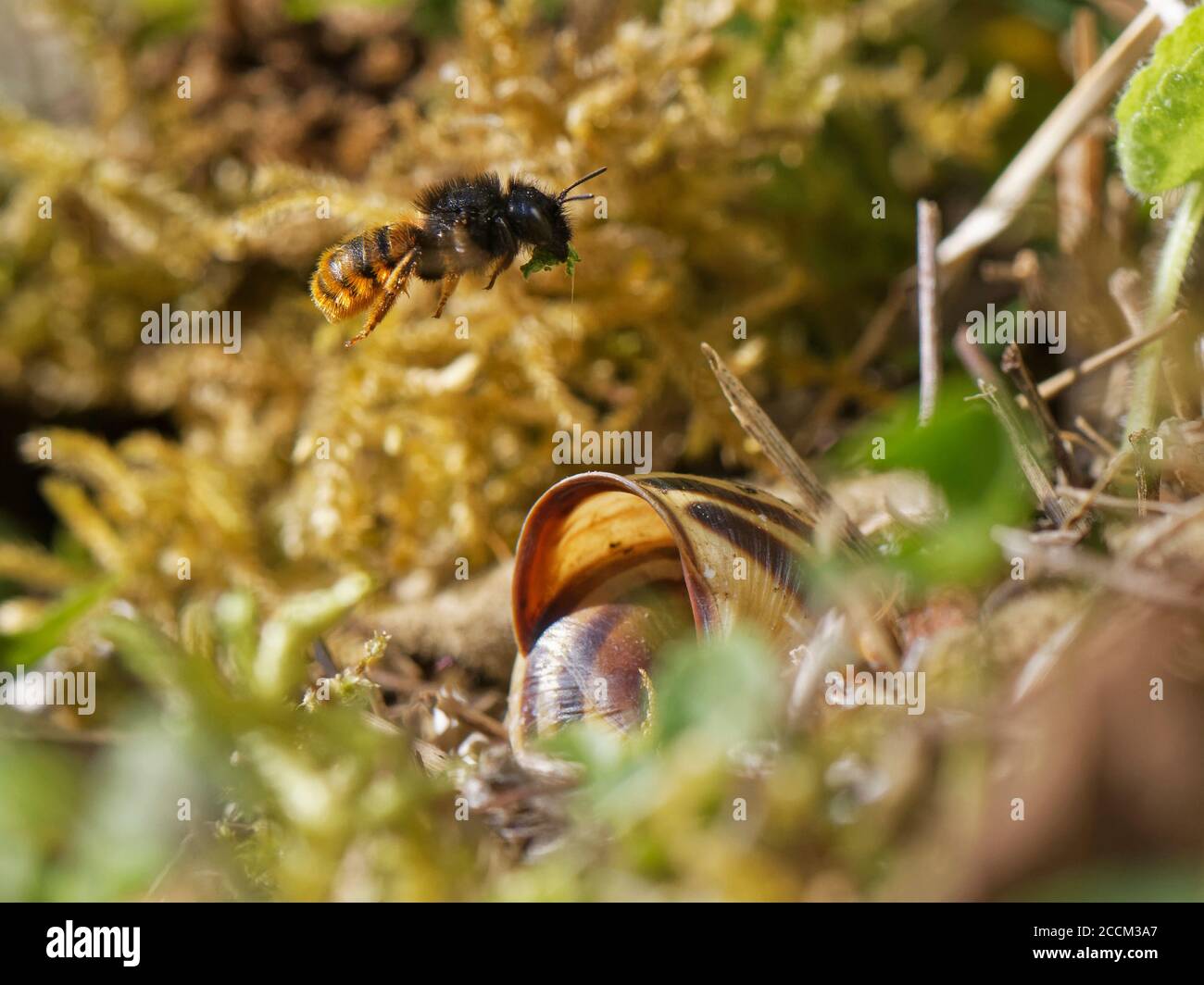 Two-coloured mason bee (Osmia bicolor) flying to a nest in a  Brown-lipped snail (Cepaeae nemoralis) shell with a chewed up leaf to seal a brood cell. Stock Photo