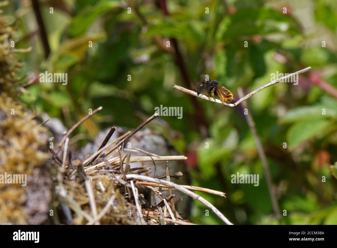 Two-coloured mason bee (Osmia bicolor) flying in with a stick to add to a pile of vegetation camouflaging her nest in a Brown-lipped snail shell, UK. Stock Photo