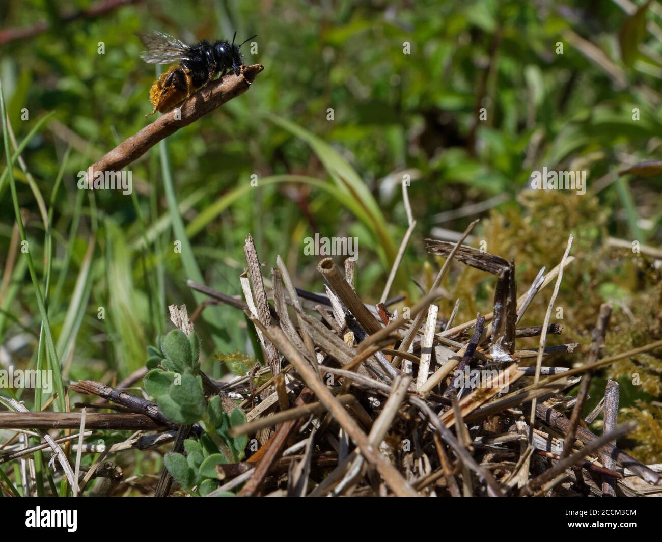 Two-coloured mason bee (Osmia bicolor) flying in with a stick to add to a pile of vegetation camouflaging her nest in a Brown-lipped snail shell, UK. Stock Photo