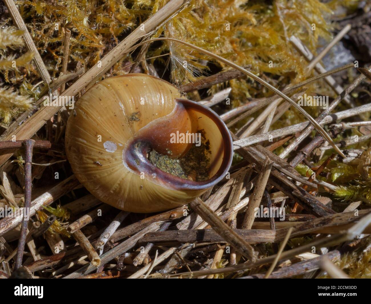 Two-coloured mason bee (Osmia bicolor) nest in a  Brown-lipped snail (Cepaeae nemoralis) shell, sealed with chewed up leaves on chalk grassland, UK Stock Photo
