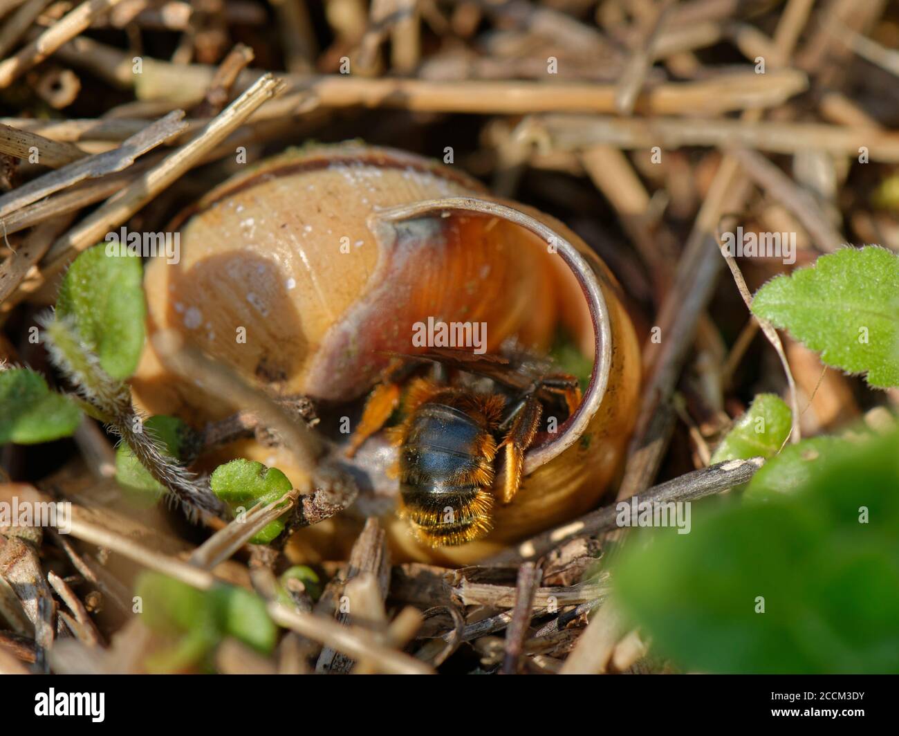 Two-coloured mason bee (Osmia bicolor) sealing a brood cell in a  Brown-lipped snail (Cepaeae nemoralis) shell with chewed up leaves, April, UK. Stock Photo