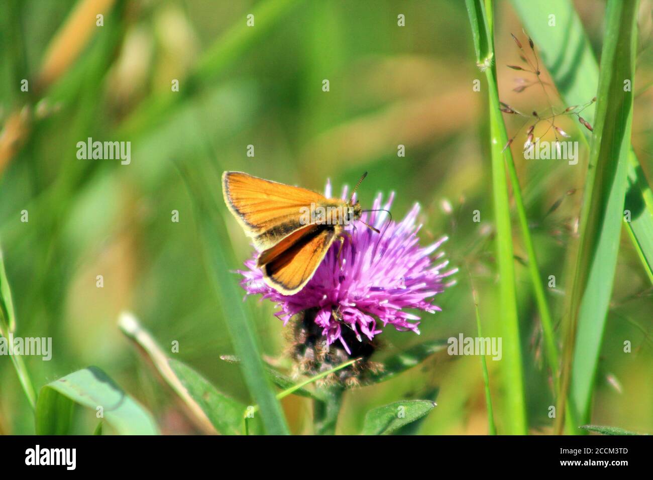 Skipper butterfly,moth nectaring on thistle In UK on a summers afternoon Stock Photo