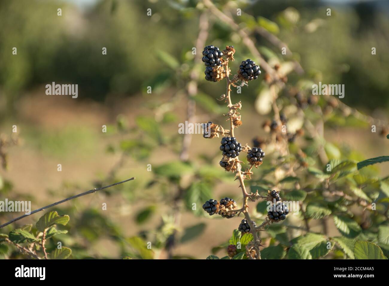Black ripe, ripening, and unripe wild blackberries under the sun Stock ...