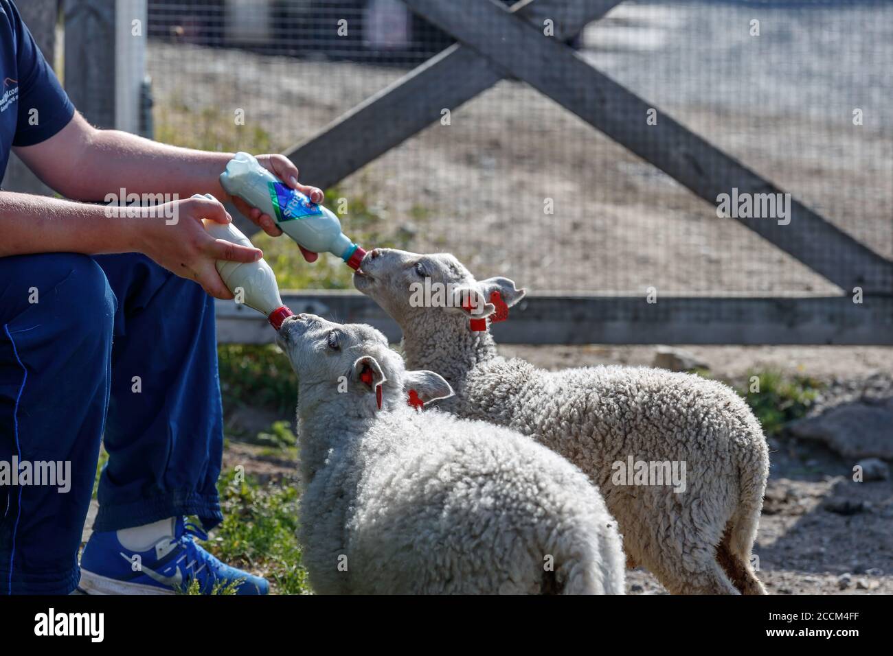 GEIRANGER, NORWAY - 2016 JUNE 13. Feeding milk to lambs by hand Stock Photo