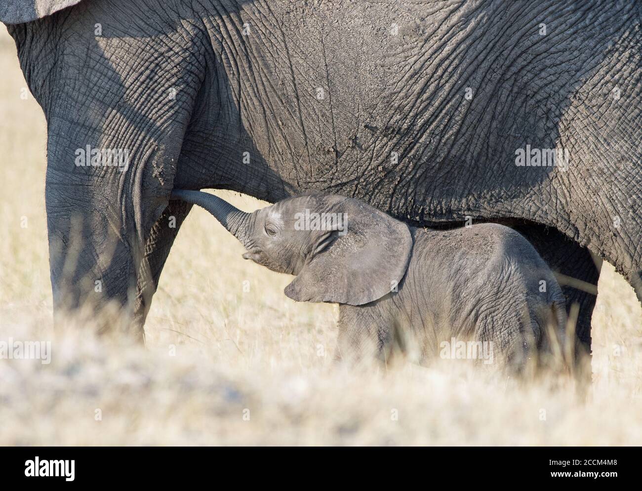 Cute baby elephant calf suckling from its Mother on the dry yellow African plains in Hwange National Park, Zimbabwe Stock Photo