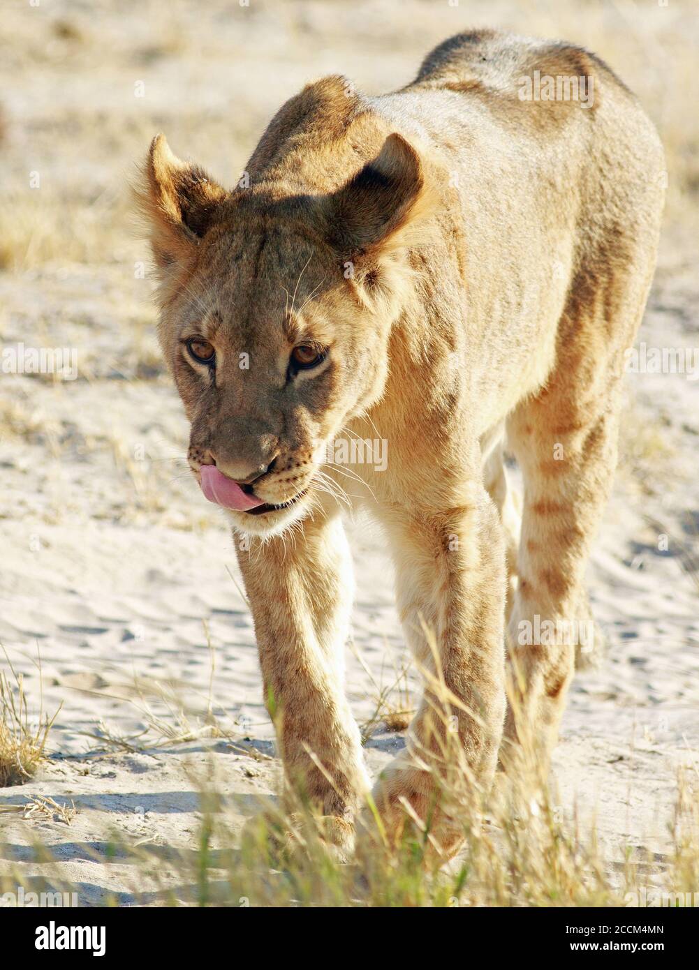 A solitary Adolescent Lion Cub walking across the Dry African Plains in Hwange National Park, Zimbabwe Stock Photo