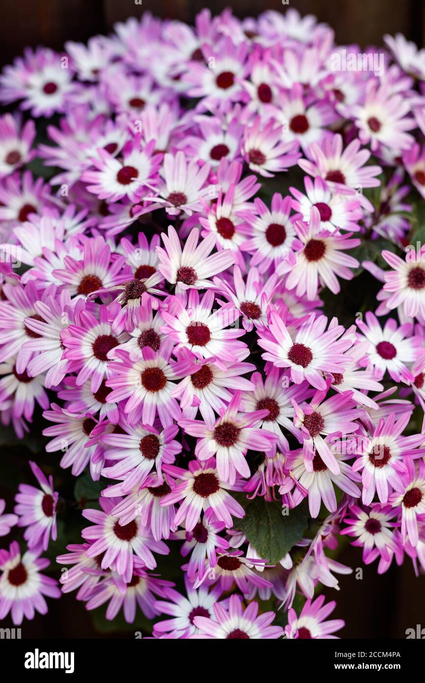 GEIRANGER, NORWAY - 2016 JUNE 13. Many Chrysanthemum summer flowers in Vilolet colour. Stock Photo