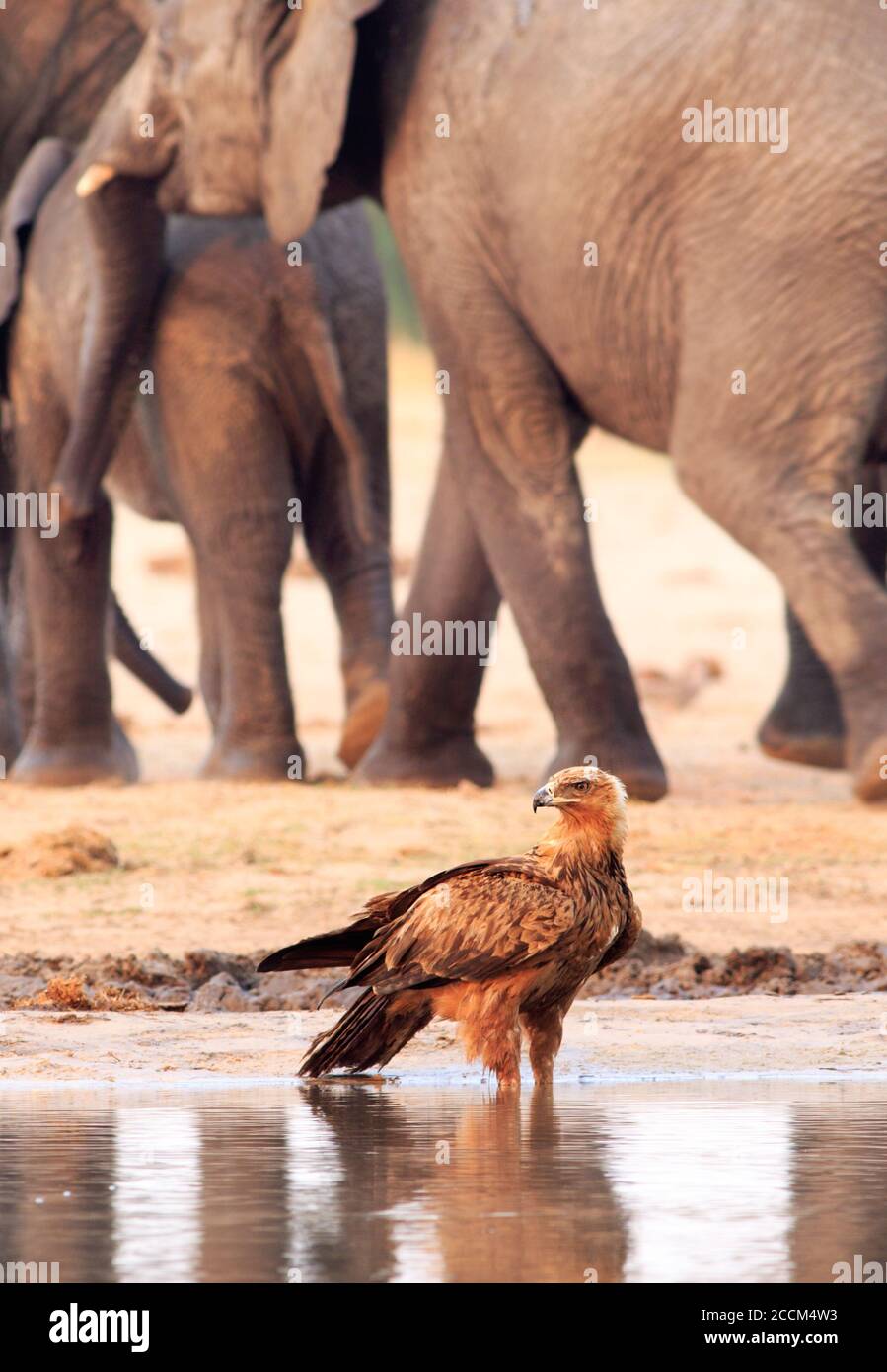 A Tawny Eagle standing at the edge of a waterhole with elephants in the background - Hwange National Park Zimbabwe Stock Photo