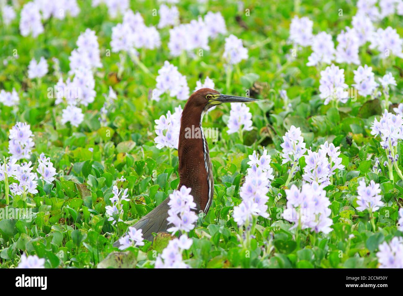 Rufescent-Tiger Heron (Tigrisoma lineatum) sitting amongst the Brazilian wetland which is filled with purple wild hyacinth flowers Stock Photo