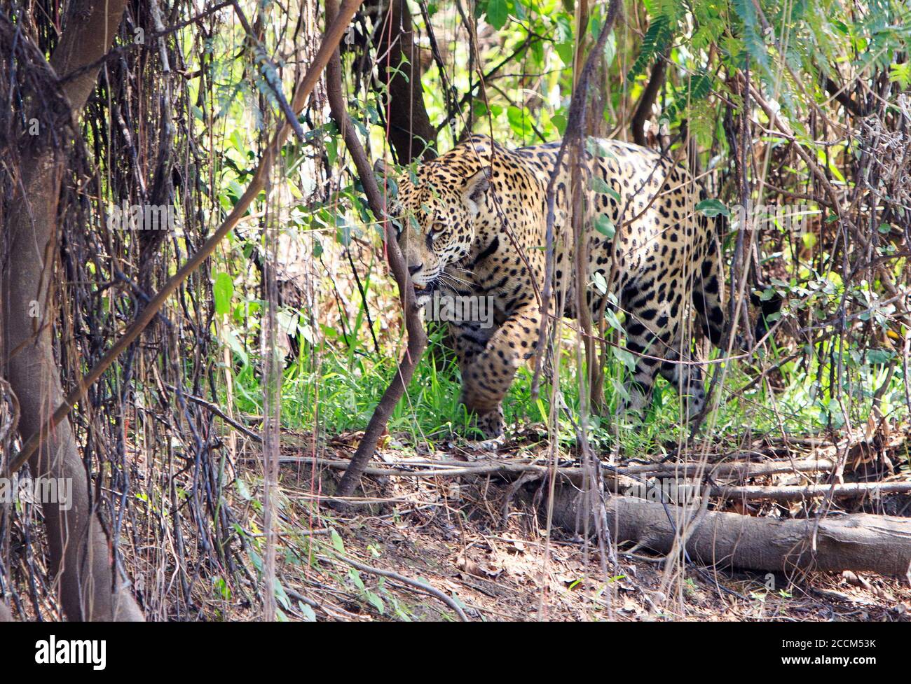 Thick bush hires stock photography and images Alamy