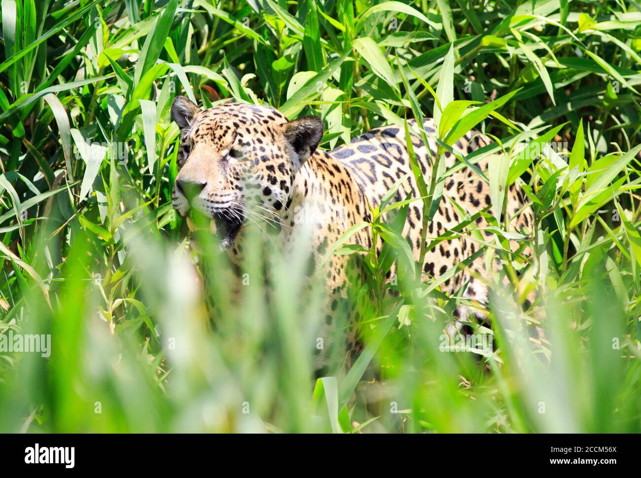Alert looking Jaguar (Panthera Onca) walking through thick bush in the