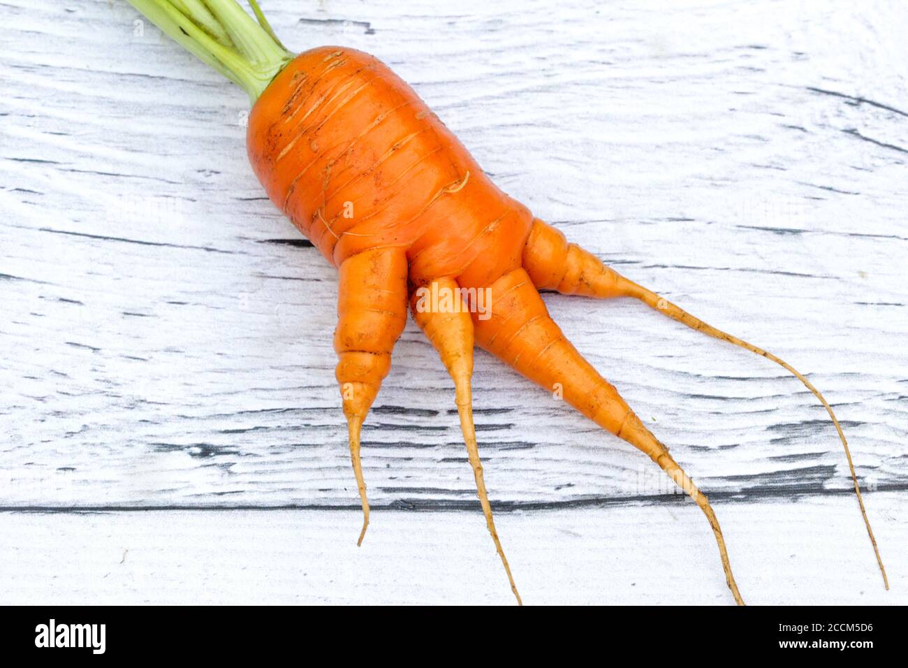 Trendy ugly organic vegetable red carrot on the wooden background. Funny, deformed, Unnormal vegetable or food waste concept. Horizontal orientation.  Stock Photo