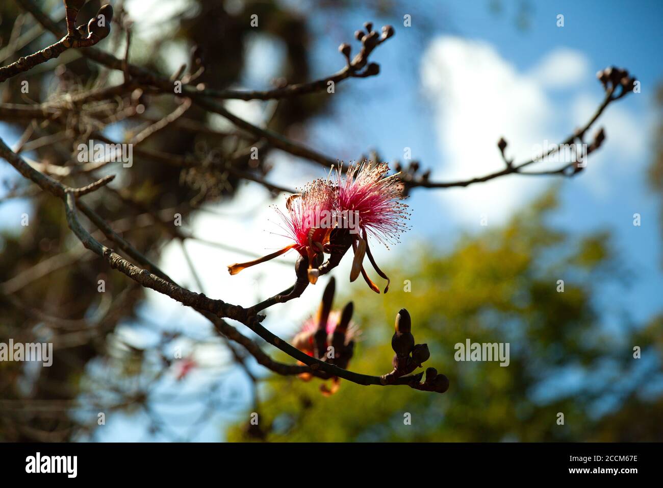 Pink pseudobombax ellipticum or shaving brush tree, Dr Seuss tree, Cienfuegos, Cuba Stock Photo