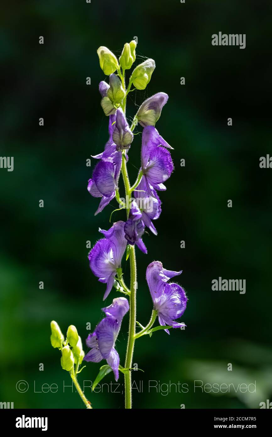 Monkshood, Aconitum columbianum, flowering along a small stream along the Snowgrass Trail in the Goat Rocks Wilderness, Gifford Pinchot National Fores Stock Photo
