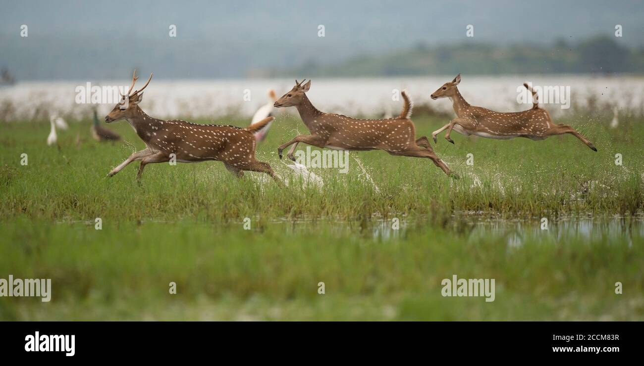 Jump for joy hi-res stock photography and images - Alamy