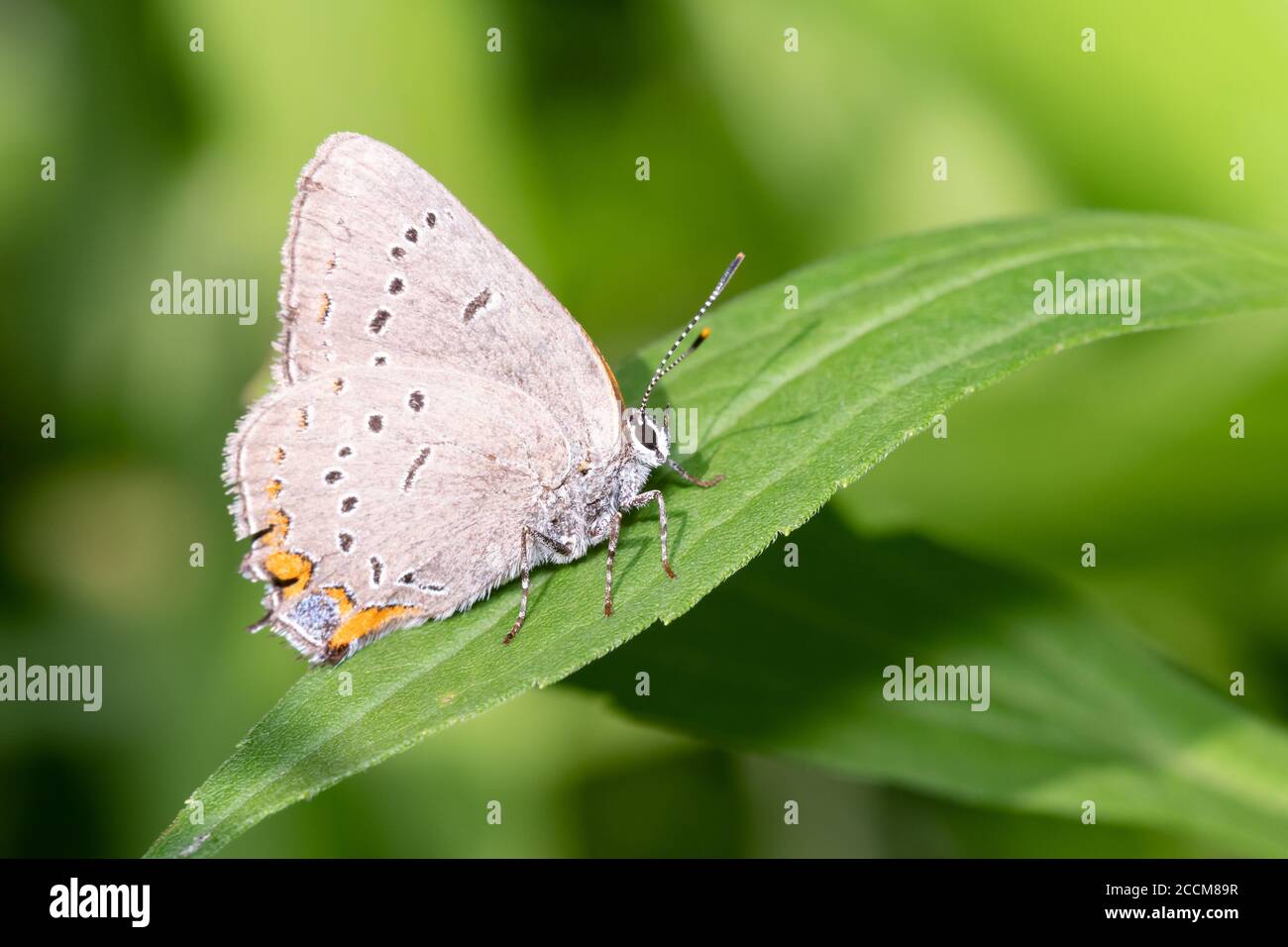 An Acadian Hairstreak (Satyrium acadica) butterfly perches on a leaf at Toronto's Taylor Creek Park. Stock Photo