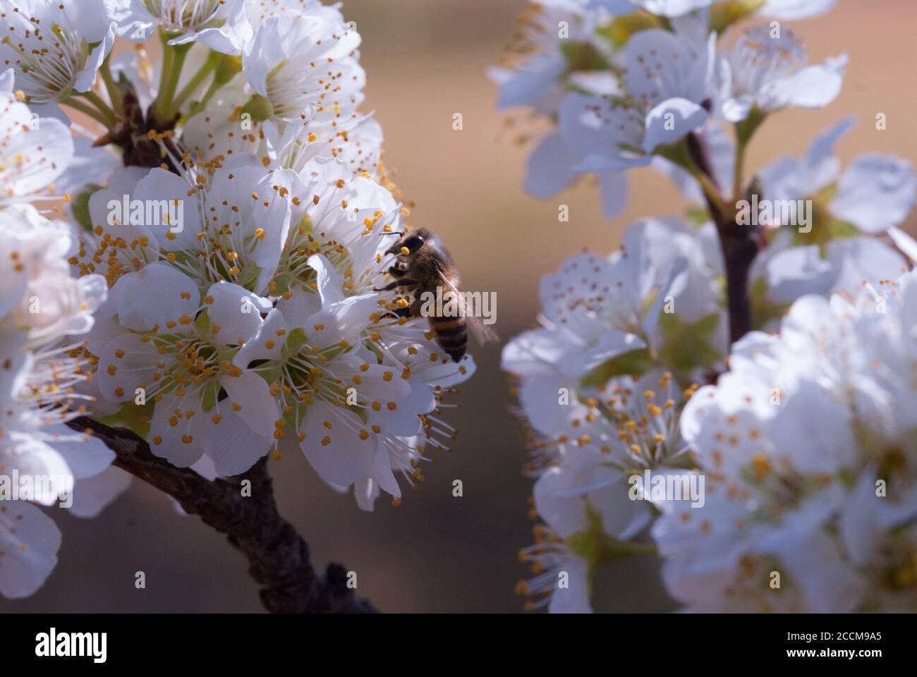 Honey Bee Pollinating Plum Tree (Coccoloba diversifolia) tree blooming Stock Photo