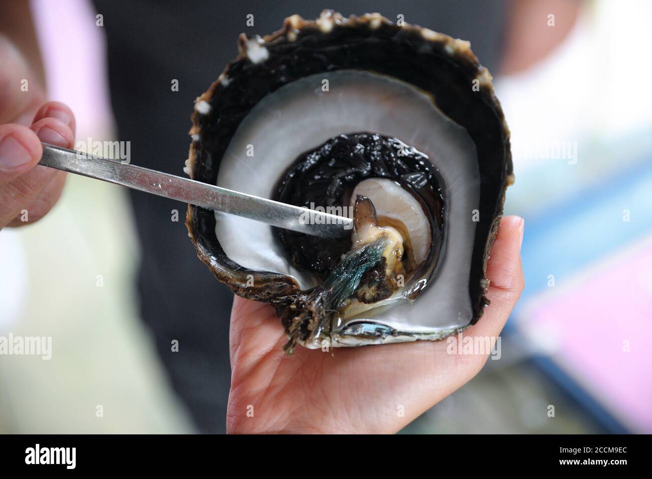 Tahiti black pearl farming demonstration. Farmer showing black lip oyster to cultivate the precious gem. Cultivation around the islands of French Stock Photo