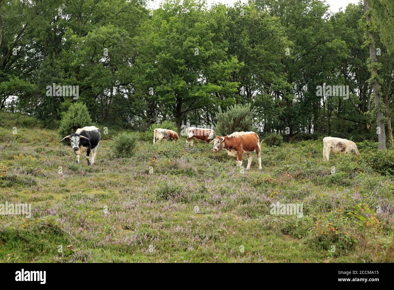 English Longhorn Cattle Uk High Resolution Stock Photography and Images ...