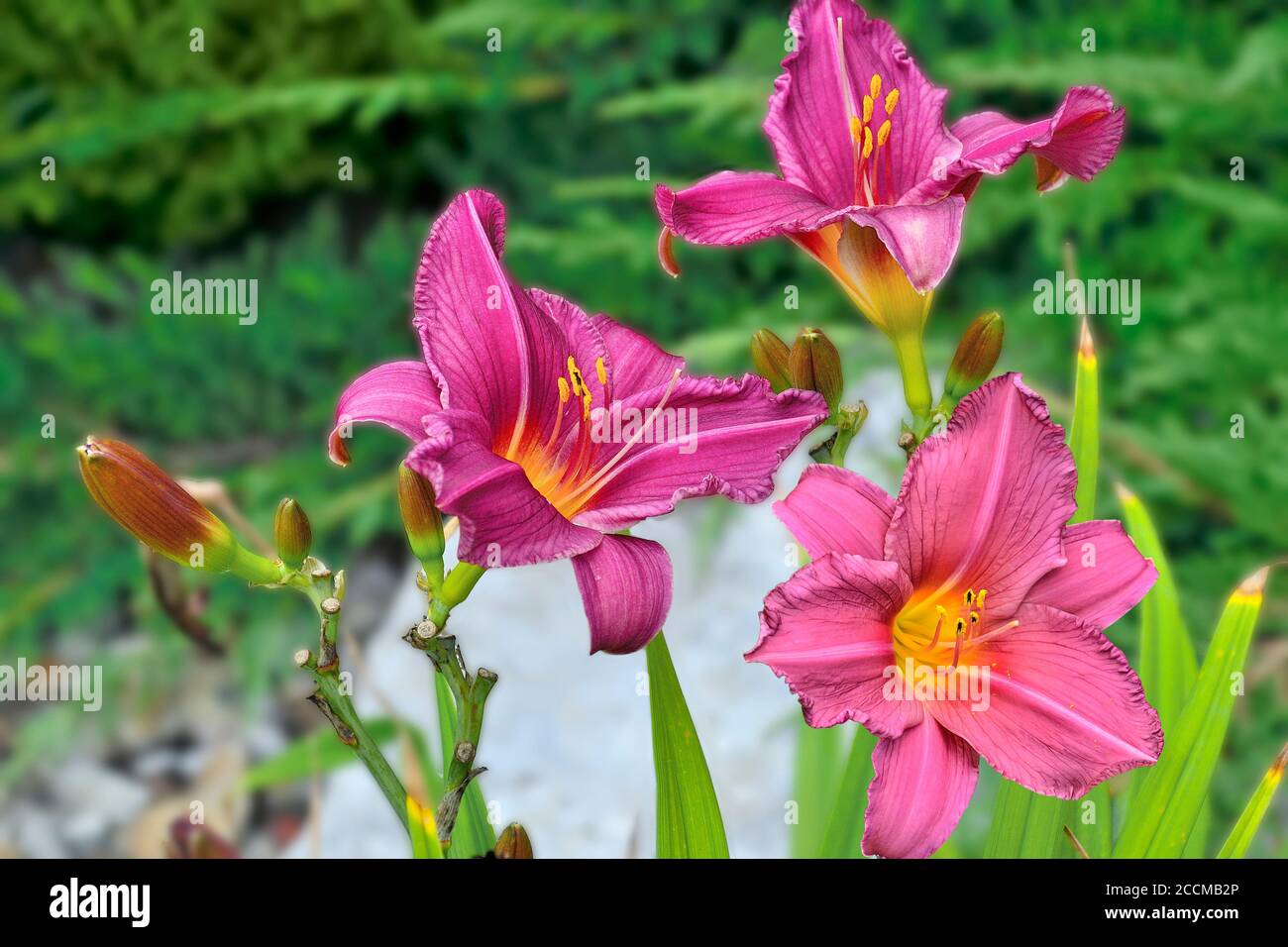 Beautiful three pink Day Lily or Hemerocallis flowers close up in summer garden on blurred background. Bright delicate day lilies. Gardening, floricul Stock Photo