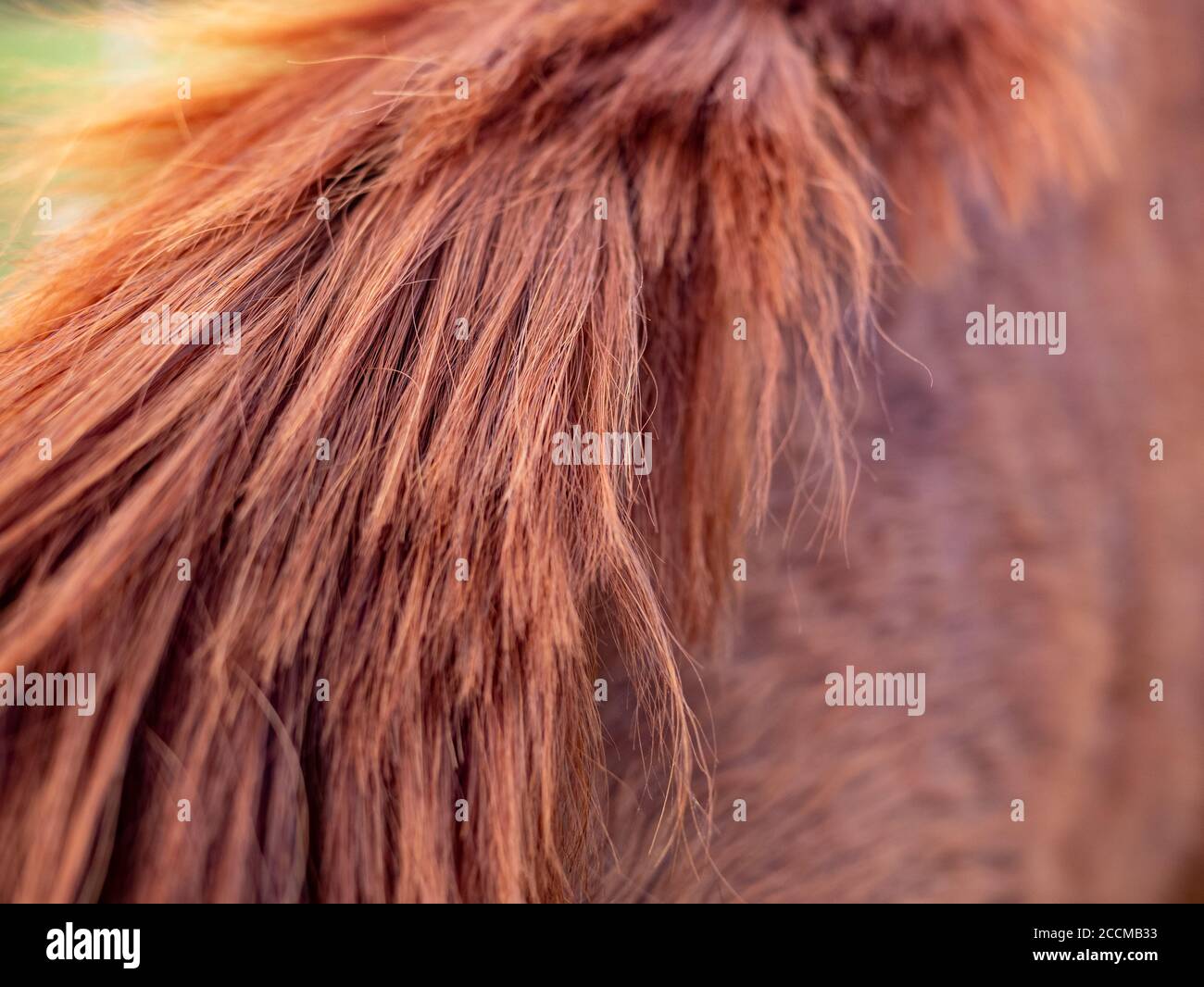 Horse hair hi-res stock photography and images - Alamy