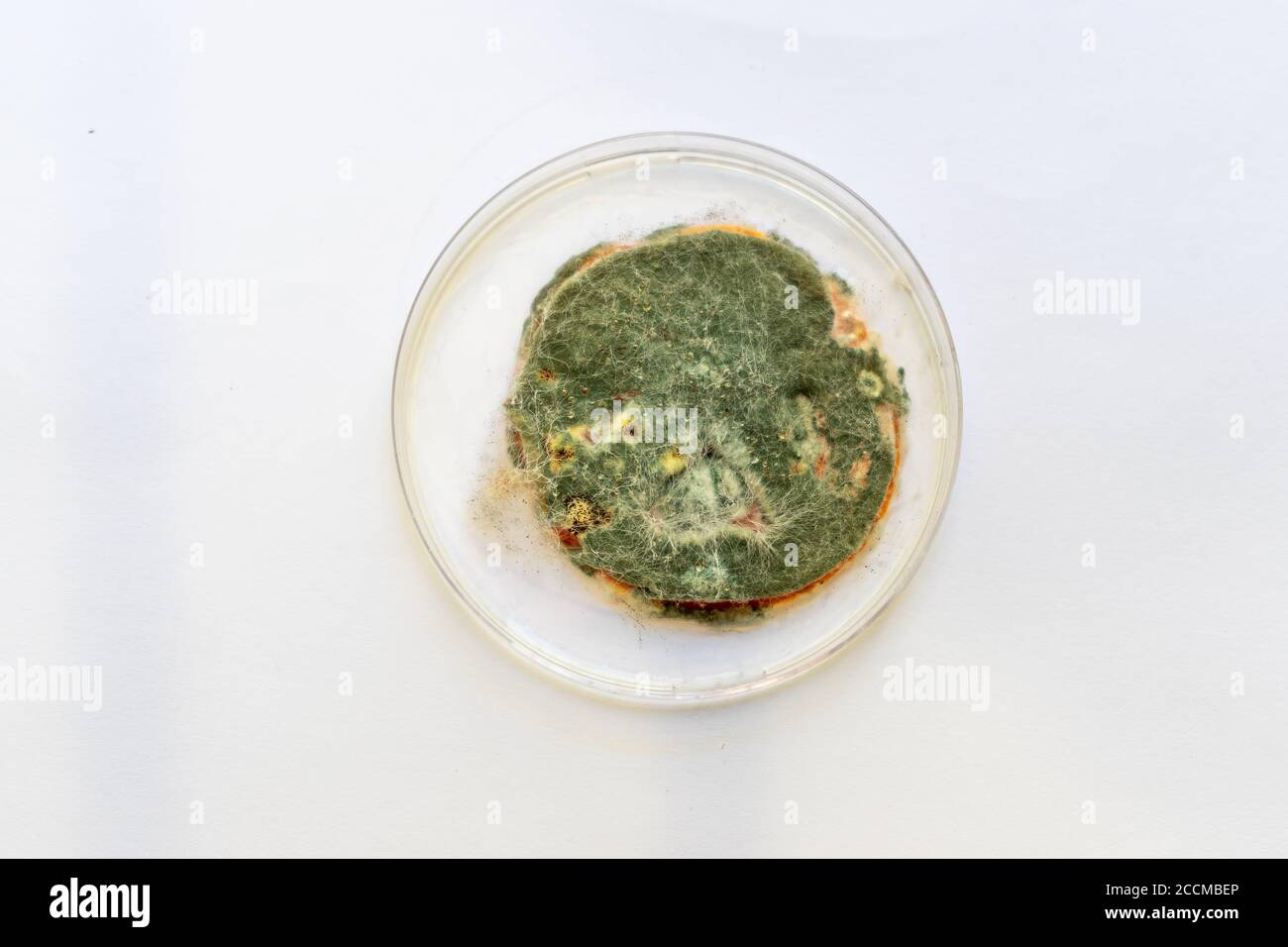 tomato covered with green-yellow mould and filamentous  Stock Photo