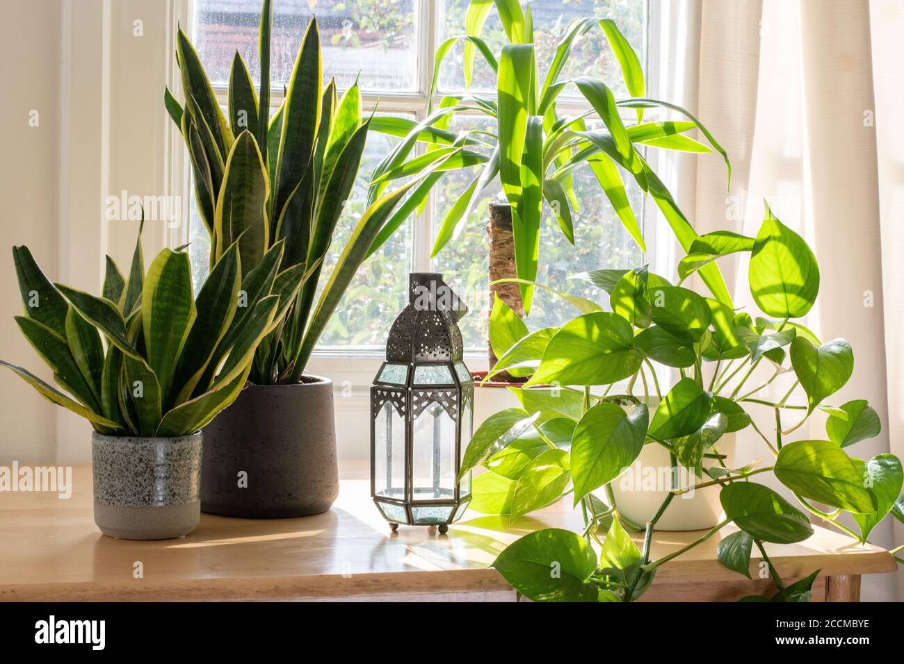 Indoor houseplants next to a window in a beautifully designed home or flat interior. Stock Photo
