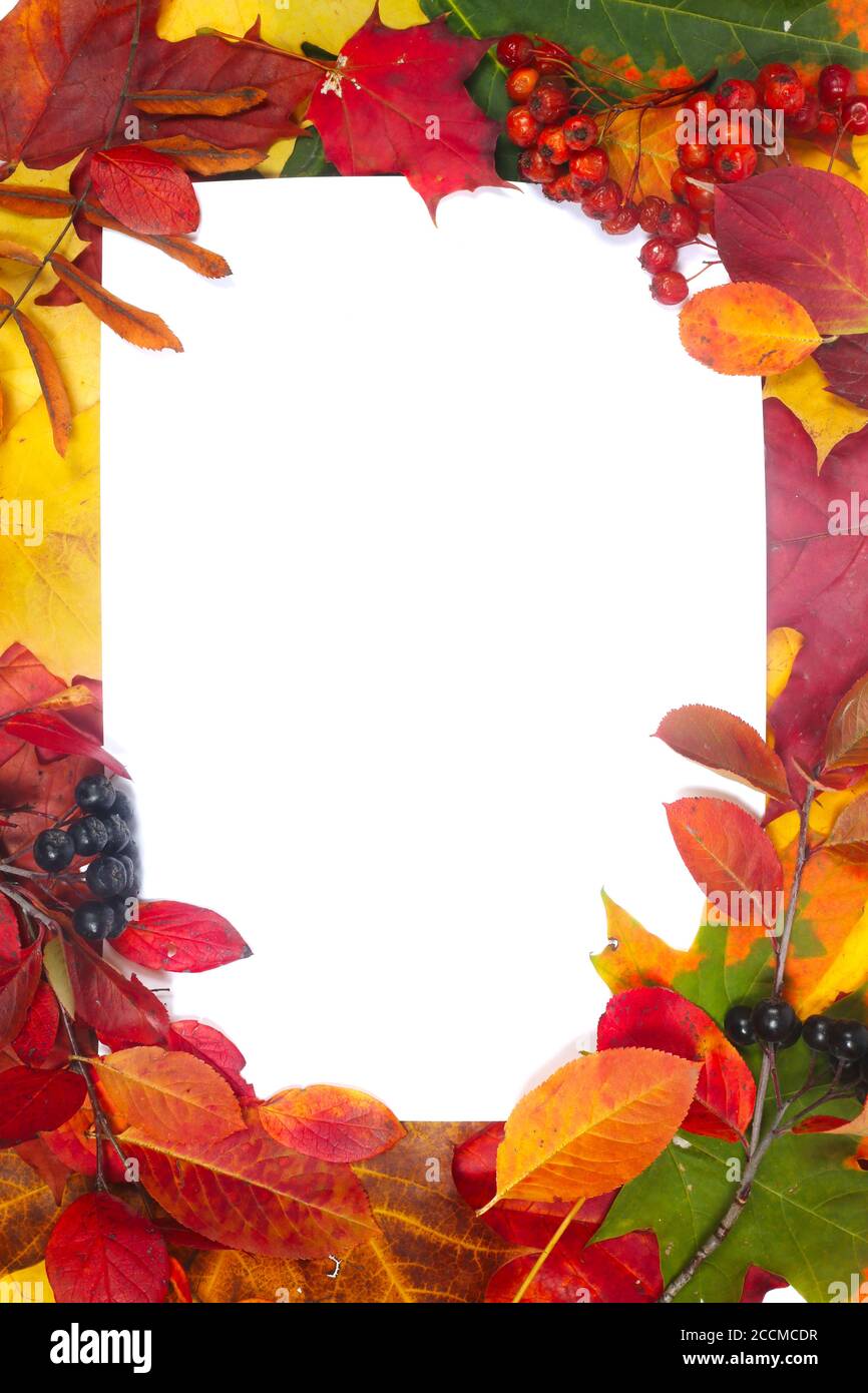 Autumn leaves frame with white paper isolated on white background Stock ...
