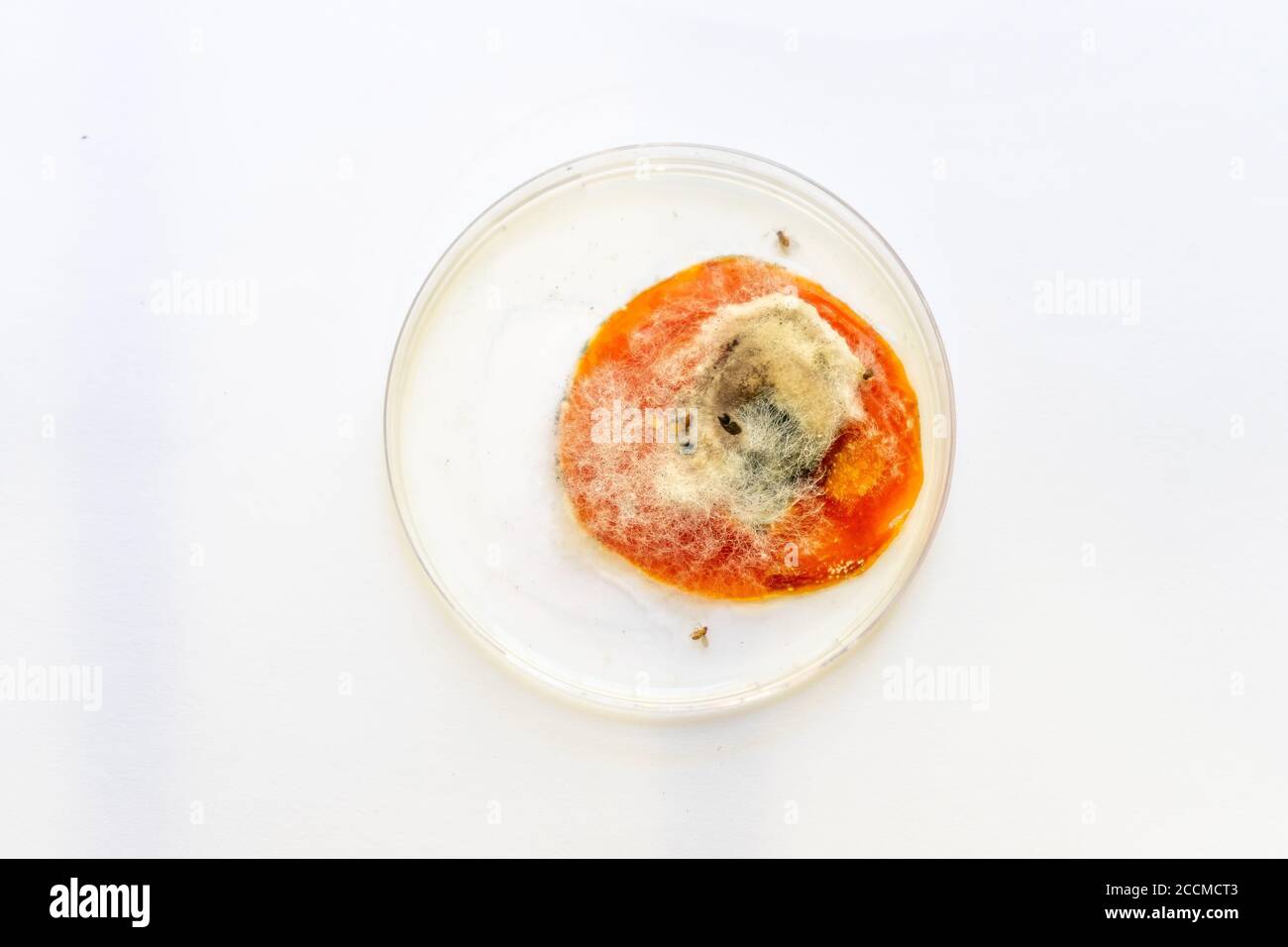 view of growing mold on the surface of a rotten tomato Stock Photo Alamy